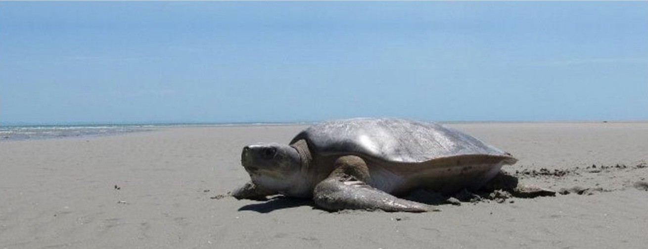 Sea Turtles: A Complete Guide to Their Biology, Behavior, and Conservation