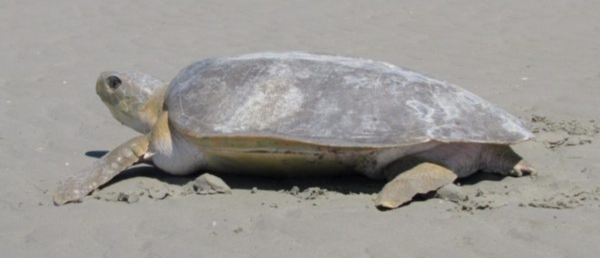 Flatback Turtle – Sea Turtle Foundation