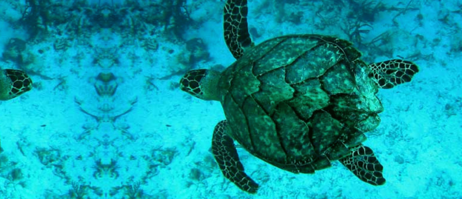 HAWKSBILL TURTLE Sea Turtle Foundation   Hawkbill Turtle 