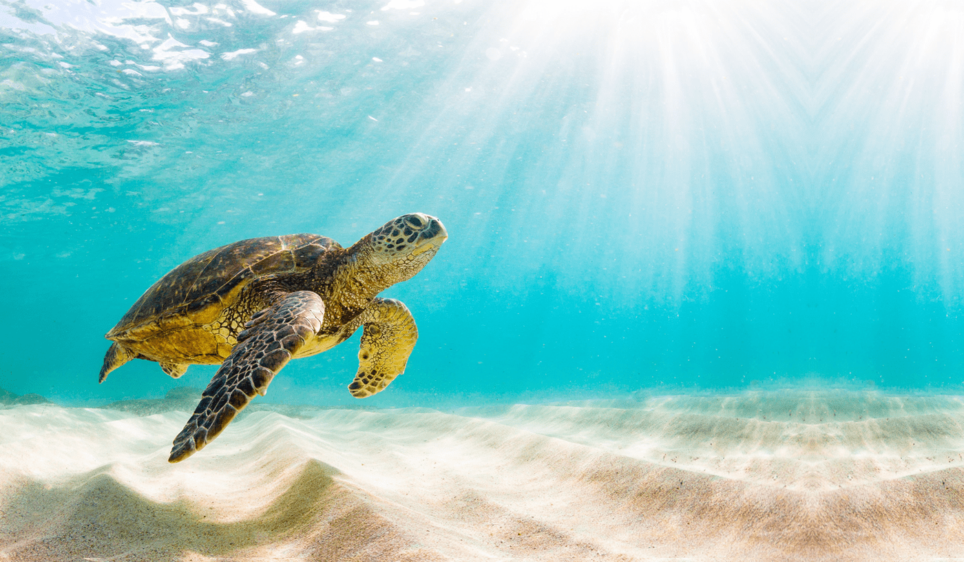 donate-sea-turtle-foundation