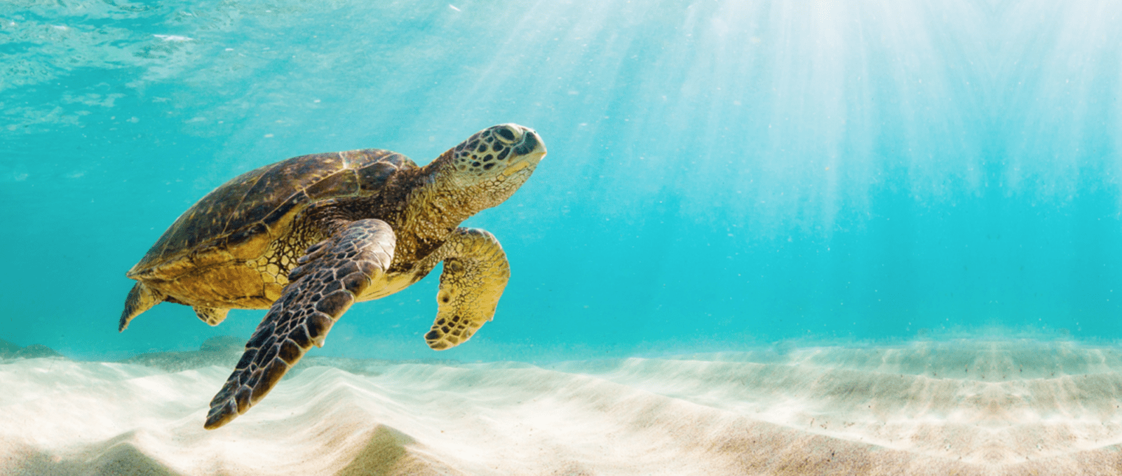 Sea Turtles: A Complete Guide to Their Biology, Behavior, and Conservation