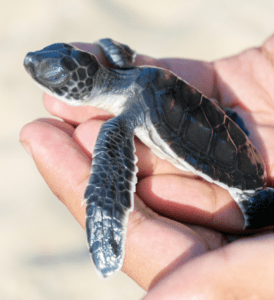 About – Sea Turtle Foundation